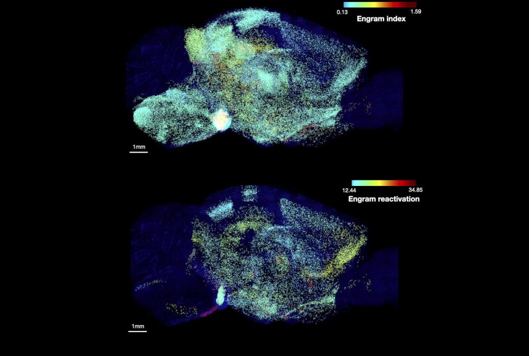 Two rows show saggital views of a mouses brain lit up in speckles of many different colors corresondeing to hundreds of brain regions. A scale shows that as colors become warmer, the regions were more likely to be involved in memory.