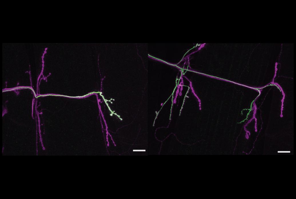 In panels side by side, two twig-like neurons stained green stretch across a black background. The one on the right is the more branchy of the two.