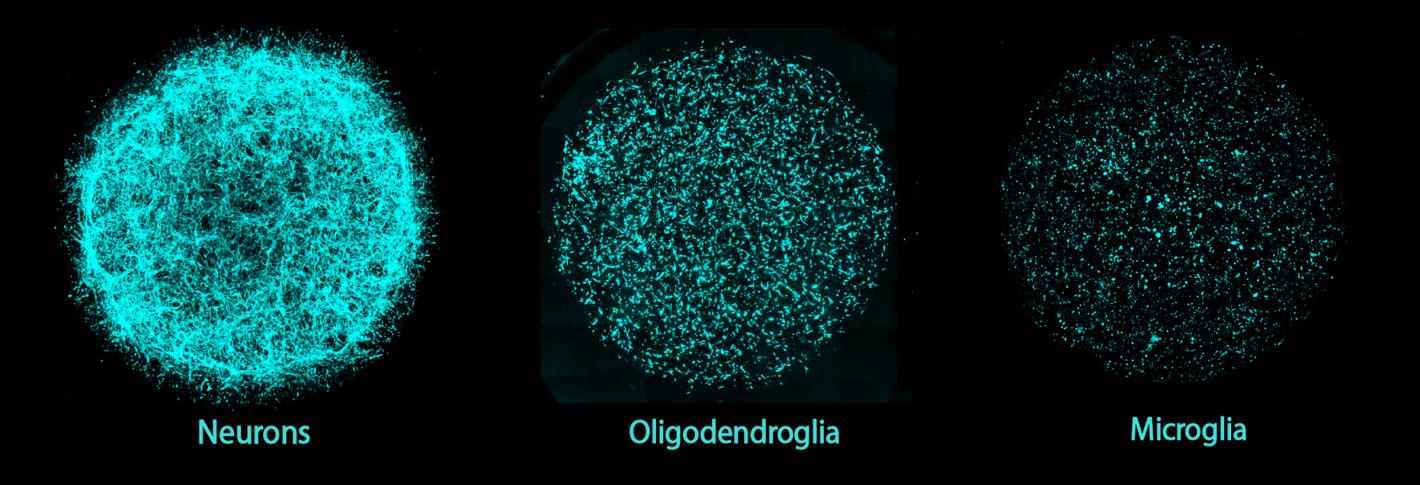 Six panels show circular arrangements of each individual cell type in a miBrain culture, stained in cyan. The cell types are Pericytes, Astrocytes, Endothelial Cells, Neurons, Oligodendroglia, and Microglia