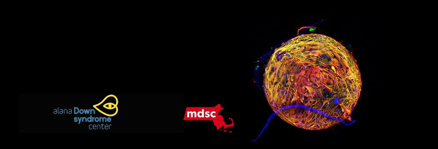 A graphic including the logos of the Alana Down Syndrome Center, the Massachusetts Down Syndrome Congress and a yellow ball of cultured cells.