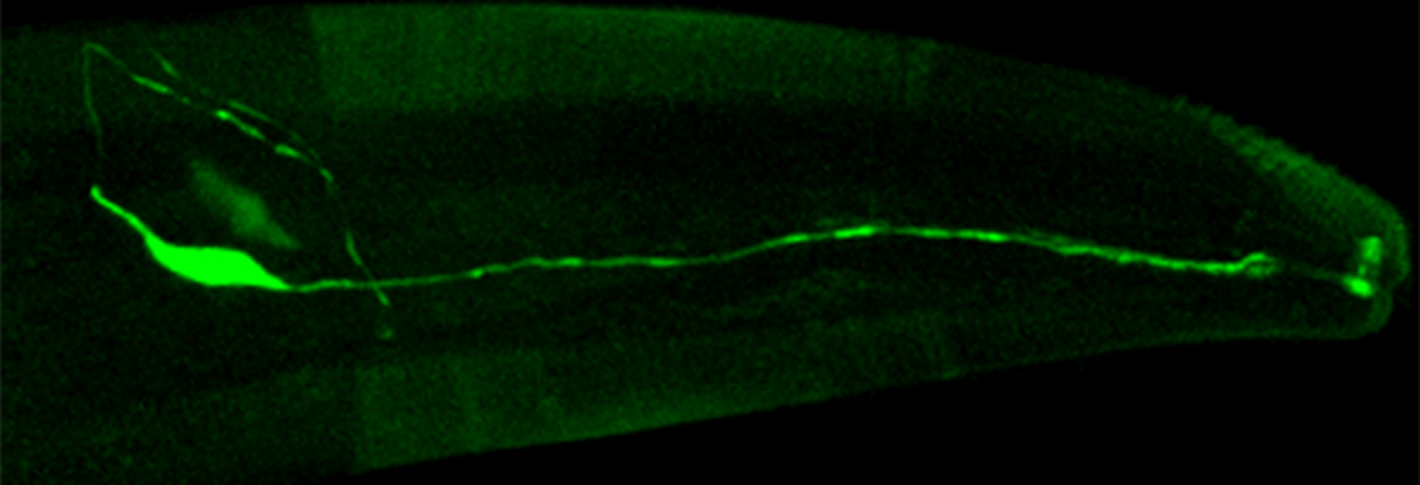 On a black background a worm's head glows a dull green but a single neuron glows much brighter. It's body is on the frame's left side and long thin extension stretches all the way to the right.