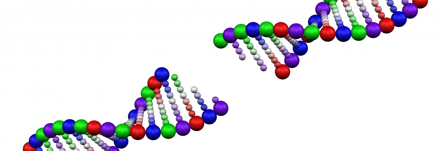 A cartoon of a DNA strand split in the middle.