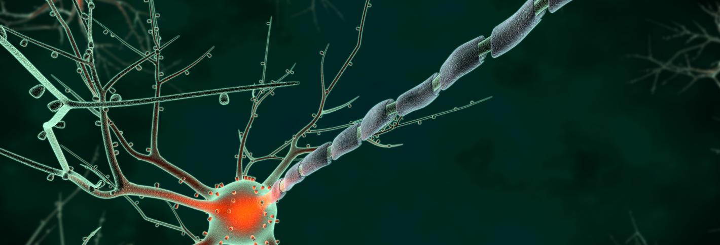 Cartoon of a neuron
