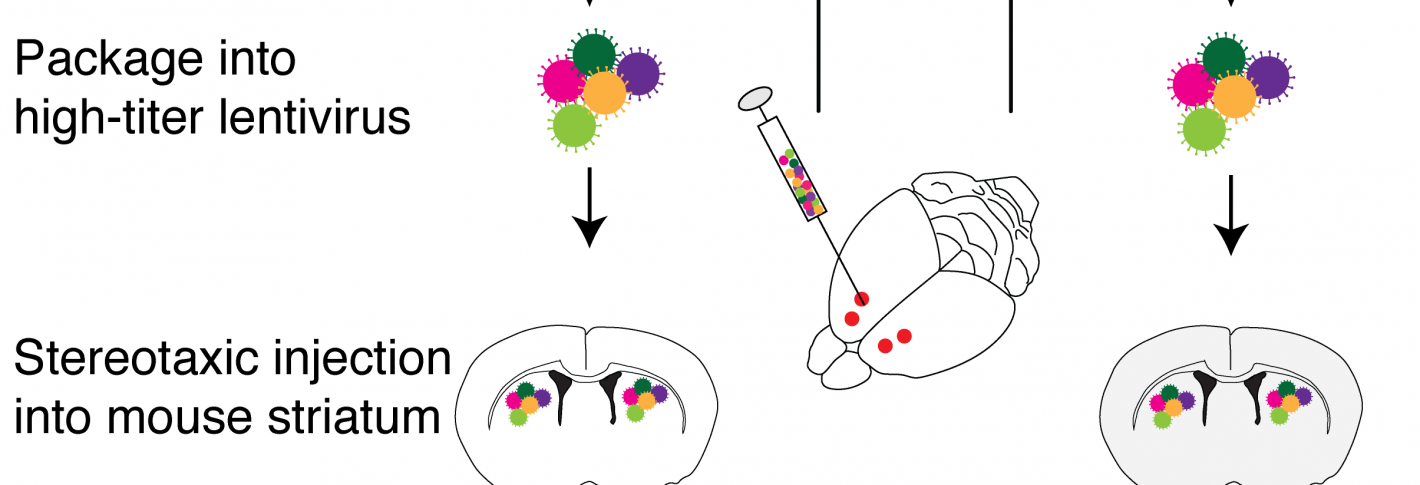 A scgenatuc showing how genetic material is loaded into viruses that are then injected into a mouse brain