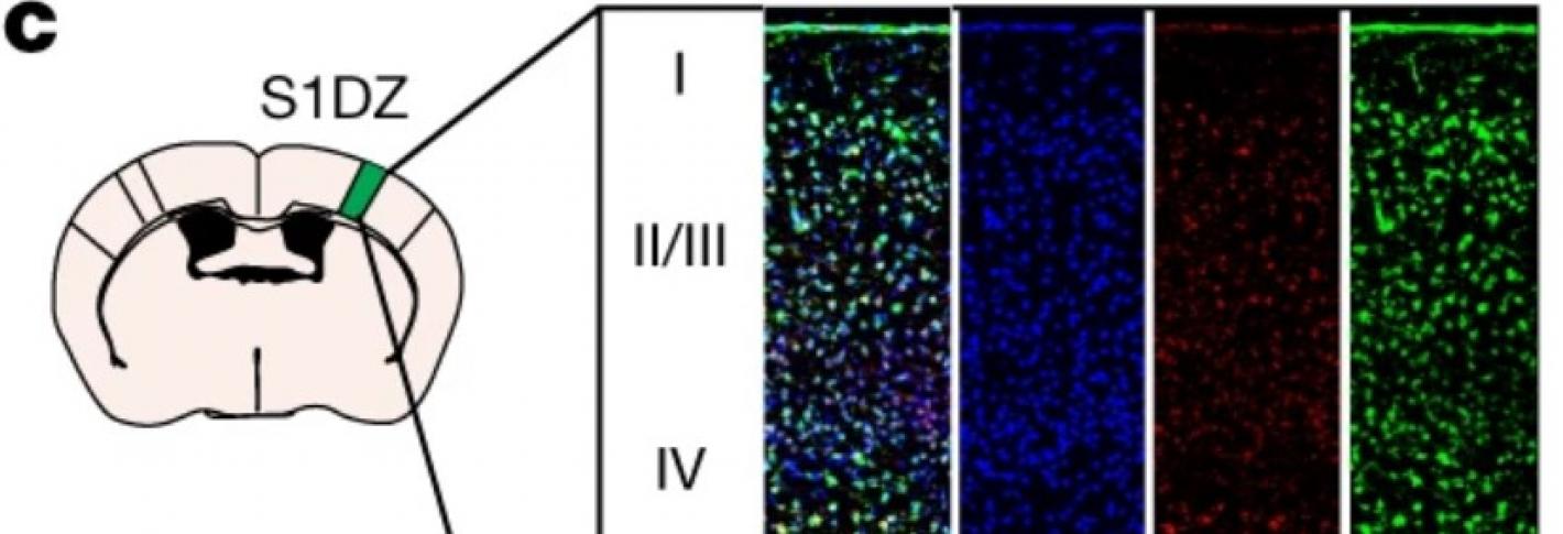 On the left a cartoon mouse brain is labeled to denote the S1DZ region on the upper right. From there we see columns showing cells stained in various colors.