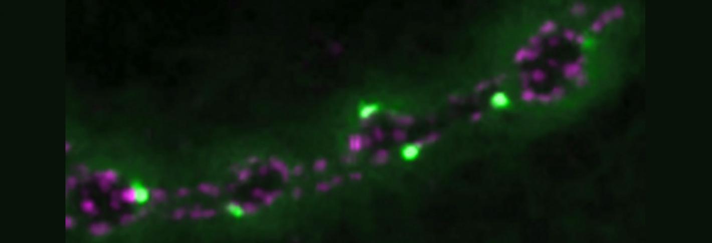 Bright green and bright blue dots line two lengths of a fly neuromuscular junction