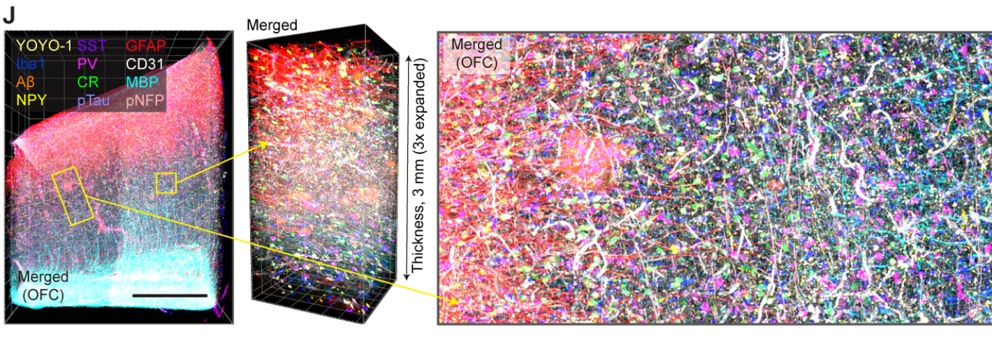 Three panels show a zoomed out chunk of colorfully labeled brain tissue and two magnified insets. One shows that the imaged tissue is 3mm thick. The other shows different brain cells and vasculature distinguished by staining in 12 different colors.