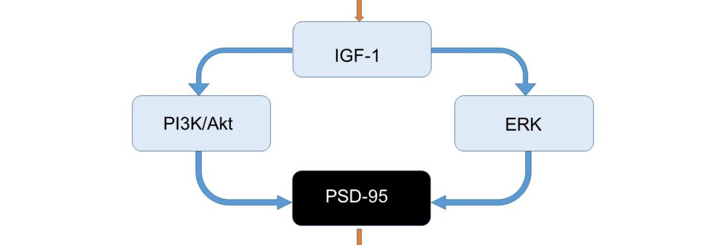 A schematic shows the role of IGF-1 in synaptic function