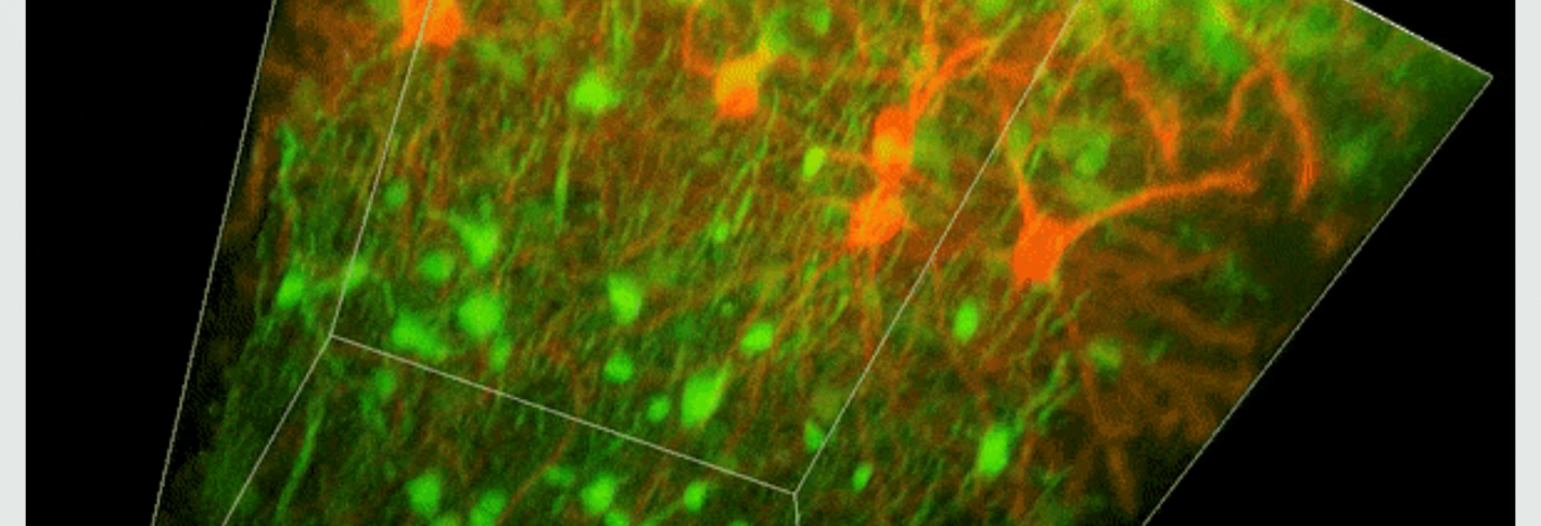 green and red neurons in a 3D block