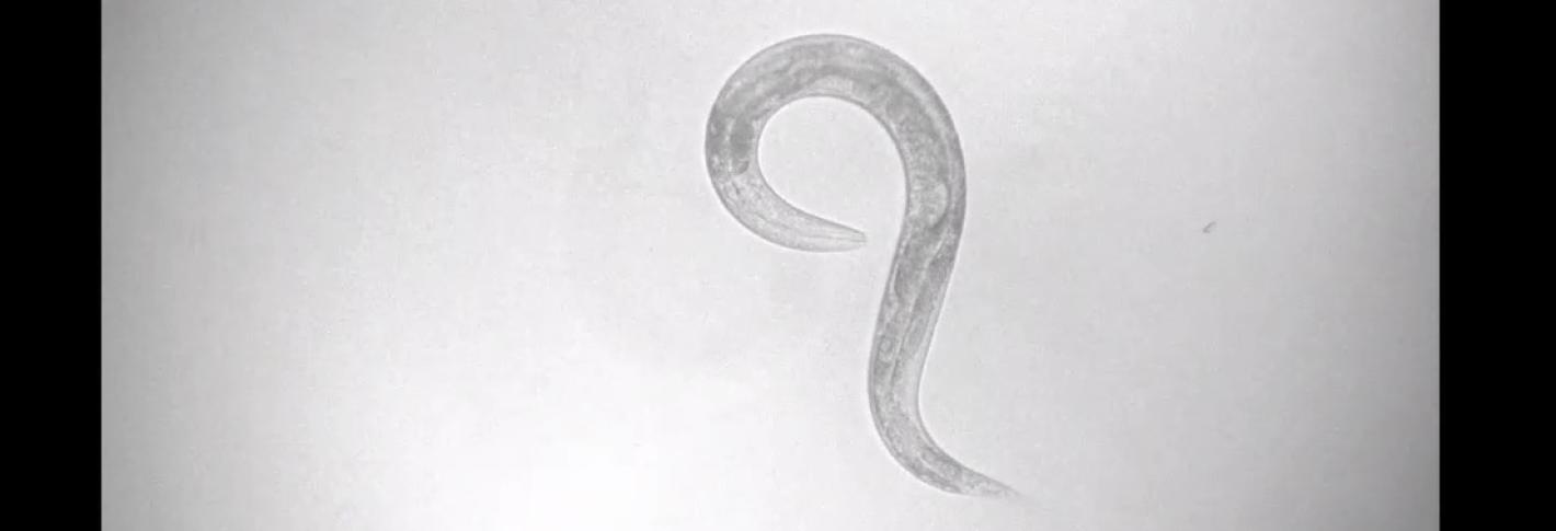 A video screenshot shows a grayscale worm twisting its body around in a loop to change direction
