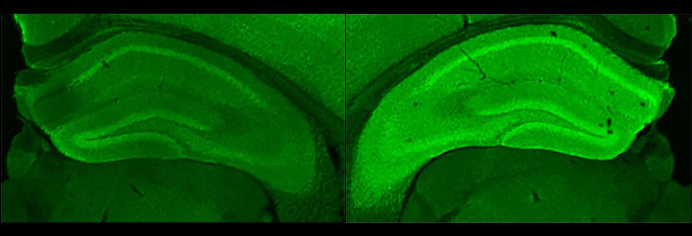 Side-by-side images of hippocampuses, one glowing brighter because it is expressing neuogranin.