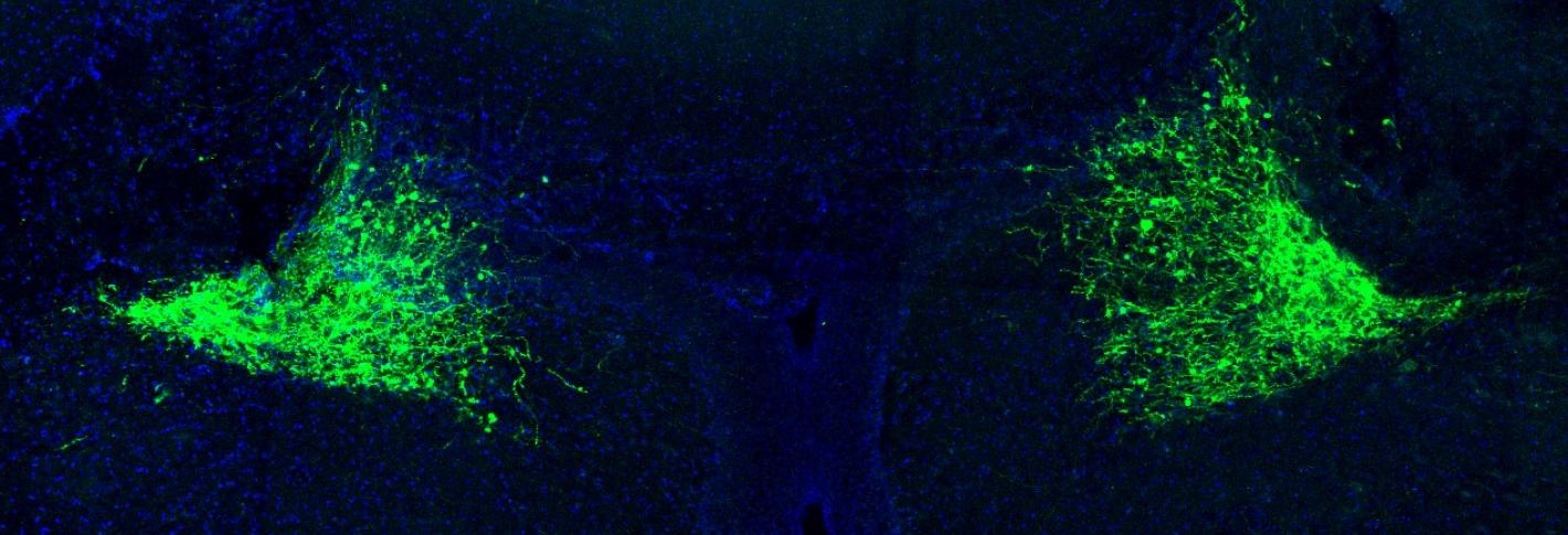 Within a horizontally oriented section of mouse brain stained deep blue cells in triangular, fan-shaped arrangements glow bright green on either side, mirroring each other.