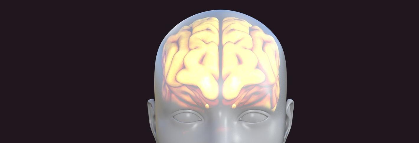 Against a dark blue background there is a 3D cartoon of a head shown face-on. The brain with a clear division between hemispheres glows yellow through the apparently transparent skull