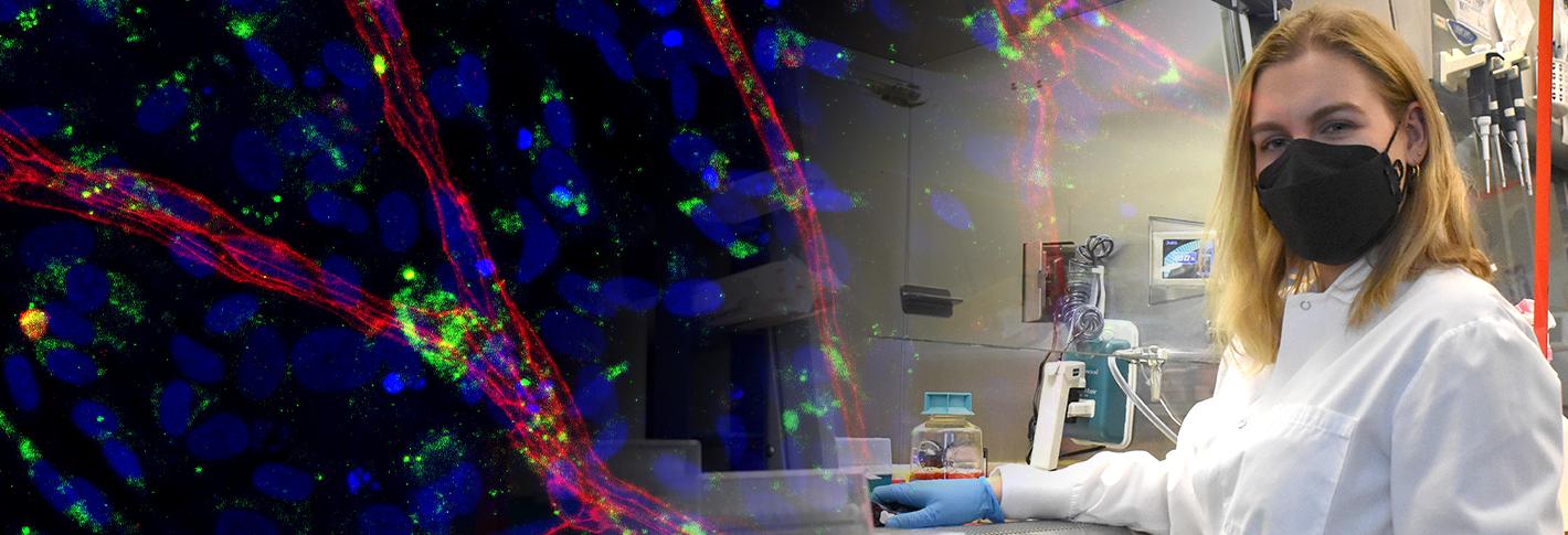 An image on the left of red and green flourescent blood vessels amid a field of blue cells on a black background fades into an image on the right of a woman sitting at a lab bench wearing a mask, lab coat and gloves.