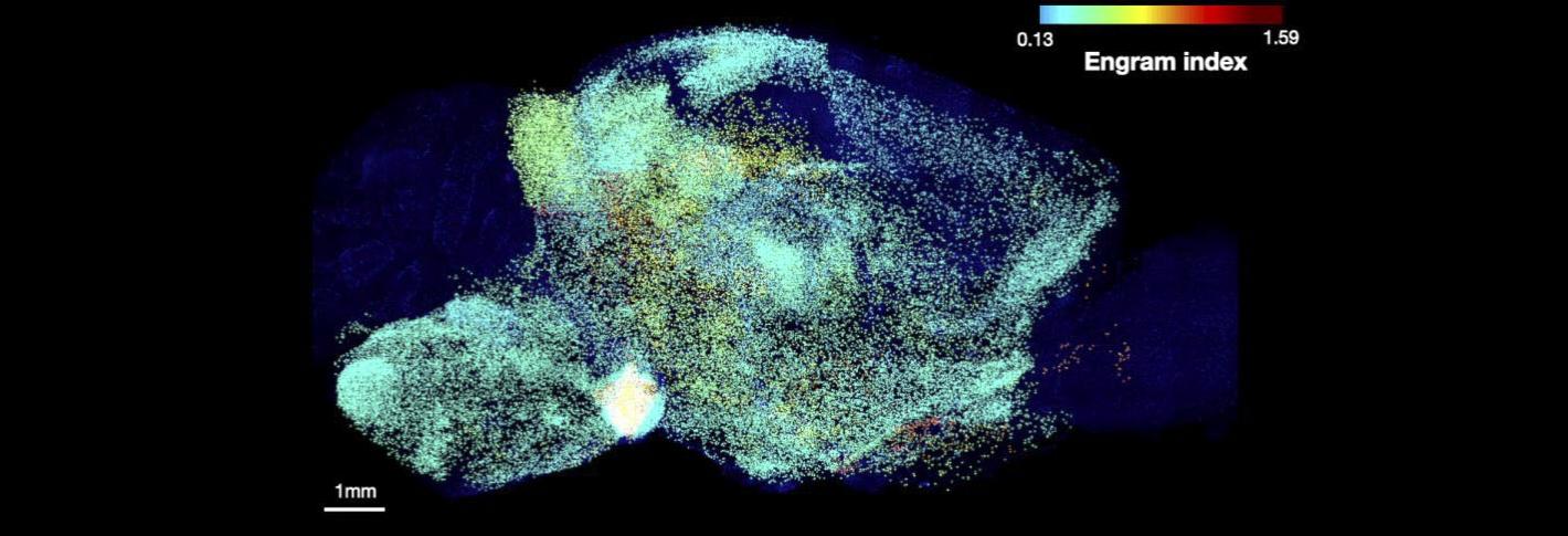 Two rows show saggital views of a mouses brain lit up in speckles of many different colors corresondeing to hundreds of brain regions. A scale shows that as colors become warmer, the regions were more likely to be involved in memory.