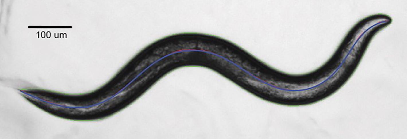 A black and white image of a worm with a bluish line down the center
