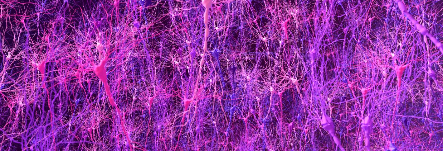 A realistic rendering shows a wide field of neurons densely bunched together