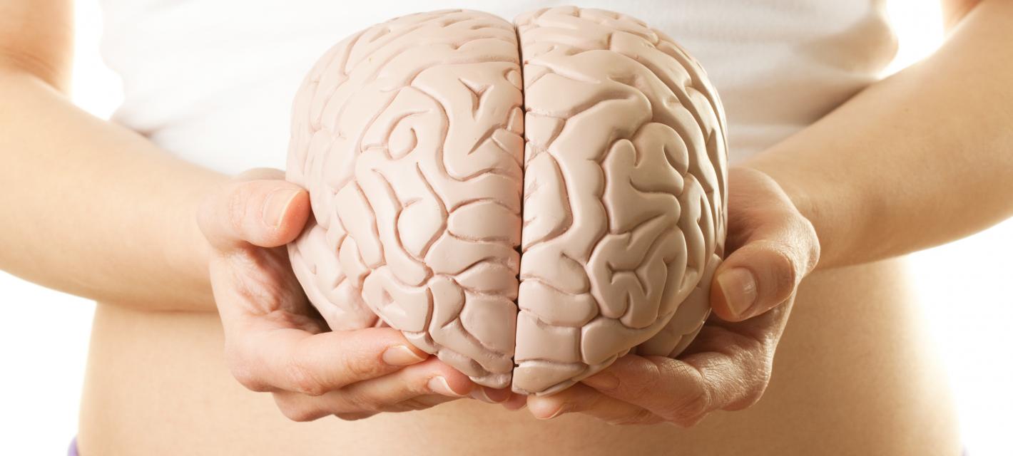 A woman holds a model brain in front of her torso