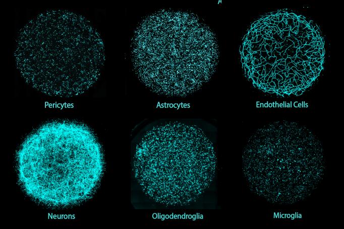 Six panels show a cyan-stained tangle of cells in a round shape. From left to right then top to bottom the cell labels are pericytes, astroocytes, endothelial cells, neurons, oligodendrocytes, microglia