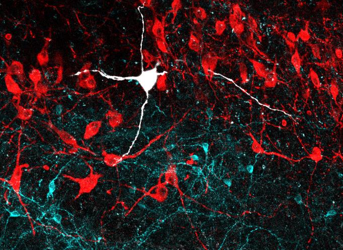 Confocal microscopy image of the locus coeruleus region of the mouse brain displaying noradrenergic neurons in red and GABAergic neurons in cyan. A noradrenergic neuron recorded in the study is highlighted in white