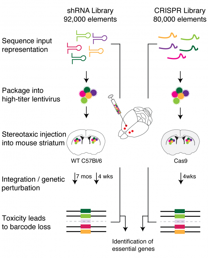 A scgenatuc showing how genetic material is loaded into viruses that are then injected into a mouse brain