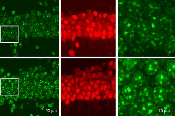 A six panel grid showing neurons stained red or green