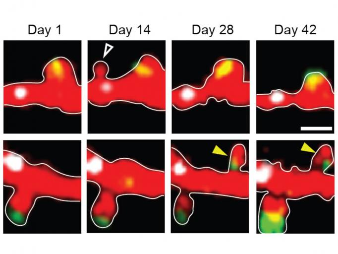 A grid of microscope snapshots shows dendritic spines appearing and disappearing over a 42-day period