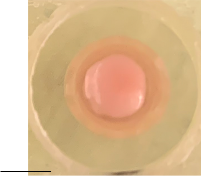 A round organoid sits within a circular chamber