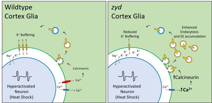 A schematic showing differences between wildtype and zyd cortex glia