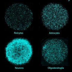 Six panels show circular arrangements of each individual cell type in a miBrain culture, stained in cyan. The cell types are Pericytes, Astrocytes, Endothelial Cells, Neurons, Oligodendroglia, and Microglia