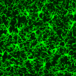 An image of green microglia