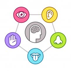Each sense is depicted with an icon (eye, hand, nose, etc.) in a pentagon around a head with a brain