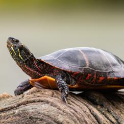 A painted turtle with dark skin and shell with bright yellow stripes resting on a log crests its neck upward