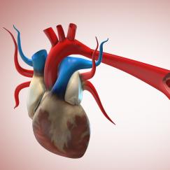 Cartoon image of a heart in the background with a major artery extending into the foreground. The artery is cut away at one point to show a flow of red blood cells within.