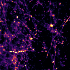 Over a tangle of dark blue neurons, bright orange spots appear along the lengths of some of the axons, highlighting their paths through the tangle