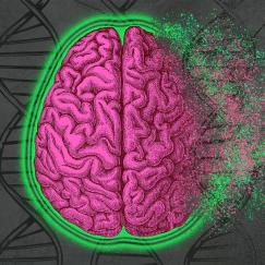A pink cartoon brain seems to be crumbling to dust on its right side. The dust blows away. In the background are DNA double helixes. On the right side there are cracks indicating the deterioration of the DNA.