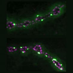 Bright green and bright blue dots line two lengths of a fly neuromuscular junction