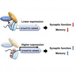 Schematics show HDAC2 and SP3 combining to inhibit memory