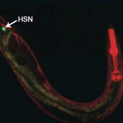 The shape of a worm's body is indicated on a black background by parts glowing green or red. The green shows how a neuron runs through its length to the head. The head itself is red. 