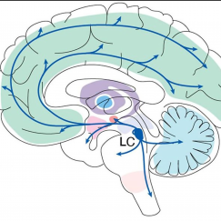 A diagram of the human brain from front to back features a blue almond shape almost down toward the neck. Lines extend from it around the rest of the brain indicating the circuits it feeds.d the main projections it make 