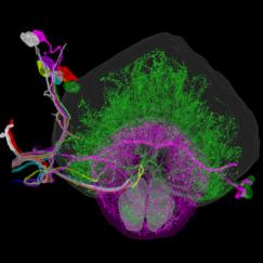 Individually traced dopaminergic neurons in the right hemisphere of a fruit fly brain, innervating the fan-shaped body (green), ellipsoid body (magenta), and noduli (green).