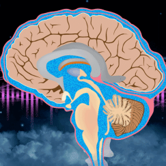 A cartoon cross section of a brain, shown in profile with the front at the left, is in the foreground over a black background that features clouds on the bottom, a wave pattern throught he middle and a series of Zzzs just above the waves.