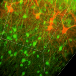 green and red neurons in a 3D block