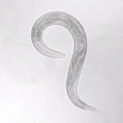 A video screenshot shows a grayscale worm twisting its body around in a loop to change direction