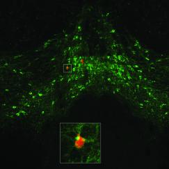 Neurons glow green against a black background in a section of a mouse brain. A few red specks can be seen. An inset magnifies one of these cells that has red and green staining.