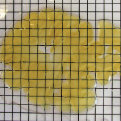 A 2mm thick slice of human brain, treated with SHIELD, lays above some gridded paper so one can see that while yellowish, it is indeed translucent