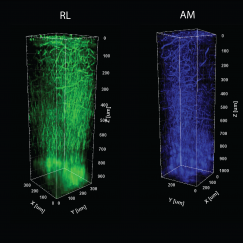 A sequence of six tall, colorful prisms shapes showing different patterns of veins and myelin fibers