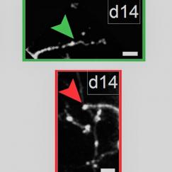 two sets of three images each show growth, or lack thereof, of dendrites beyond a marker set at day zero in 6-month and 18-month old mice