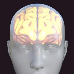 Against a dark blue background there is a 3D cartoon of a head shown face-on. The brain with a clear division between hemispheres glows yellow through the apparently transparent skull