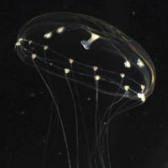 A closeup of a jellyfish with a black background. The contact lens-shaped body is faintly visible but small parts distributed throughout glow pale green.